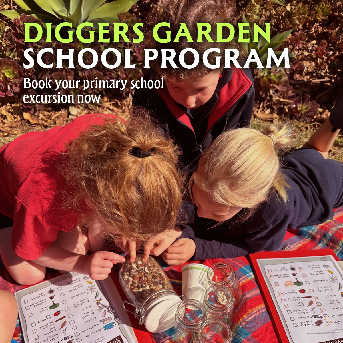 The Diggers Club has just launched its Garden School Program, offering excursions and a range of lessons for primary aged children, that are:
 
-Aligned with the Victorian Curriculum
-Delivered by qualified teachers and gardening experts
-Taught at our purpose-built outdoor classroom at Heronswood, Dromana
 
Find out more and book today - https://www.diggers.com.au/pages/diggers-garden-school

@thediggersclub