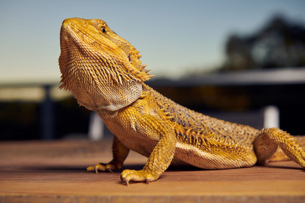 Petstock shop reptile enclosure