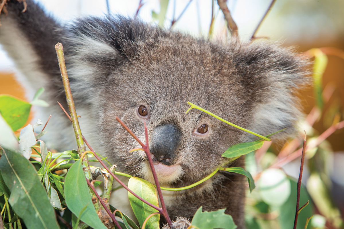 Aero Images Cute Rainbow Koala